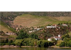 Symington Family Estates
